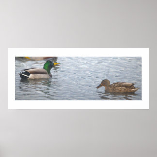 Mallard Ducks Photo Poster