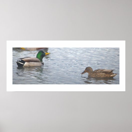 Mallard Ducks Photo Poster (Devant)
