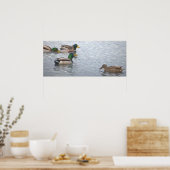 Mallard Ducks Photo Poster (Cuisine)