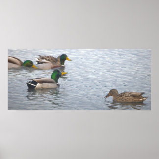 Mallard Ducks Photo Poster