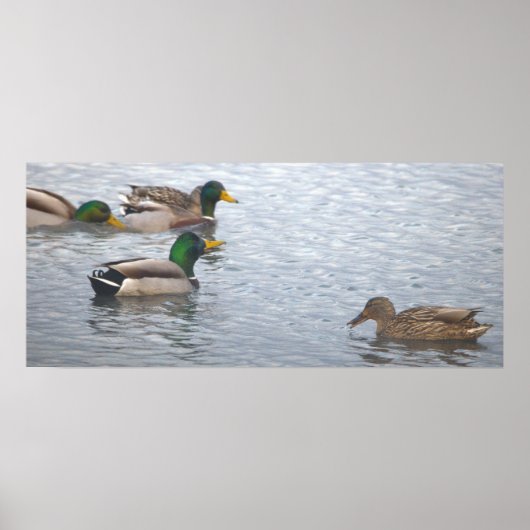 Mallard Ducks Photo Poster (Devant)