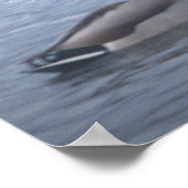 Mallard Ducks Photo Poster (Coin)