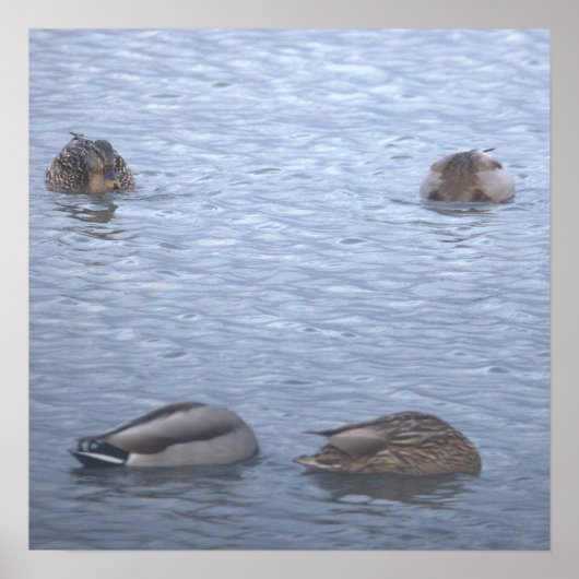 Mallard Ducks Photo Poster (Devant)