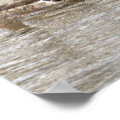 Mallard Ducks Photo Poster (Coin)