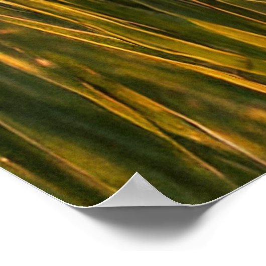 Mallard Ducks Poster (Hoek)