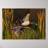 Mallard Ducks Poster (Voorkant)