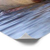 Mallard Ducks Poster (Coin)