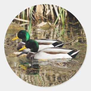 Mallard Ducks Ronde Sticker