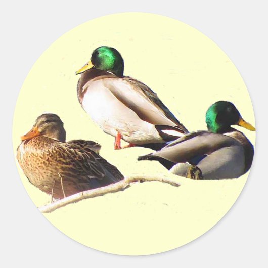 Mallard Ducks Ronde Sticker (Voorkant)