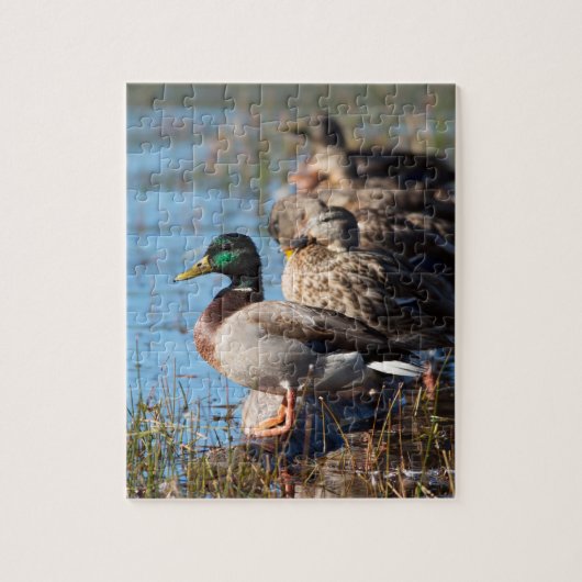Mallard Ducks Wildlife Foto Legpuzzel (Verticaal)