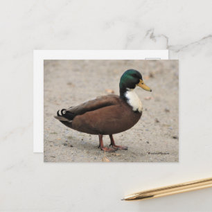 Mallard Duclair Bibbed Odd Duck Briefkaart