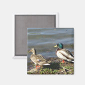Mallard eend koppel magneet (Voorkant / Achterkant)