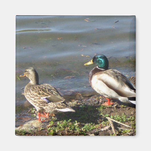 Mallard eend koppel magneet (Voorkant)