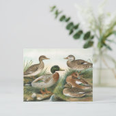 Mallard en Wigeon  Bird Illustration Briefkaart (Staand voorkant)