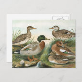 Mallard en Wigeon  Bird Illustration Briefkaart (Voorkant / Achterkant)