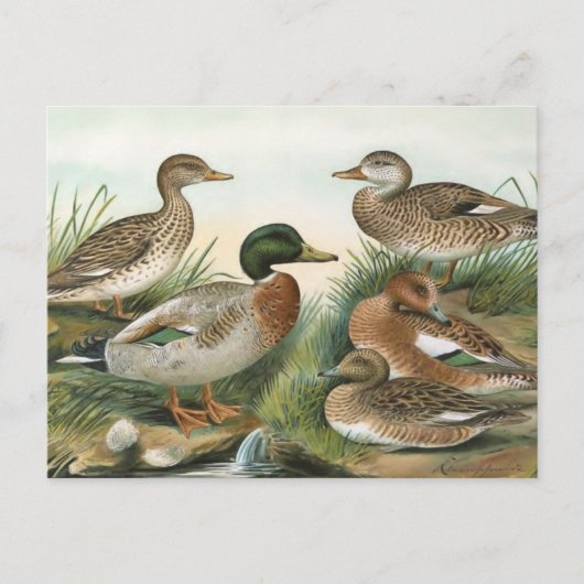 Mallard en Wigeon  Bird Illustration Briefkaart (Voorkant)