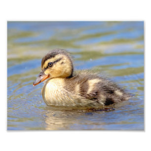 Mallard Foto Afdruk