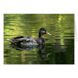 Mallard gespiegeld op groen water