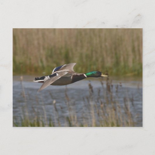 Mallard in briefkaart (Voorkant)
