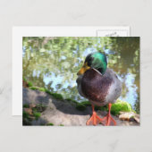 Mallard in het Briefkaart Boise (Voorkant / Achterkant)