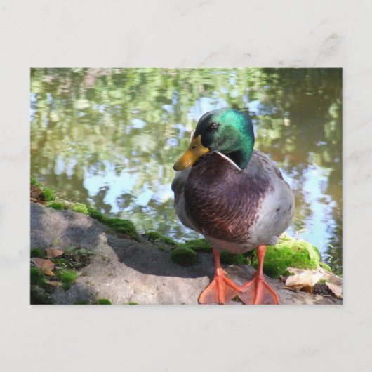 Mallard in het Briefkaart Boise (Voorkant)