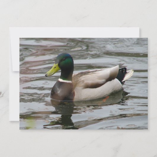 Mallard Kaart (Voorkant)