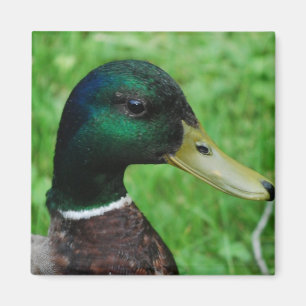 Mallard Magnet