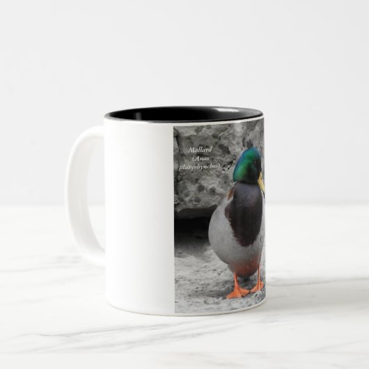 Mallard Mug  (Devant gauche)