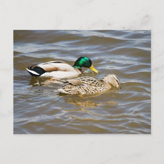 Mallard-paar Briefkaart (Voorkant)