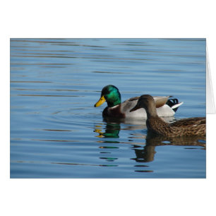 Mallard Pair