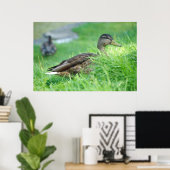 Mallard Poster (Thuiskantoor)