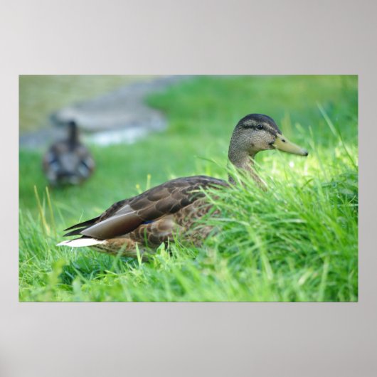 Mallard Poster (Voorkant)