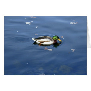 Mallard Shimmer kaart