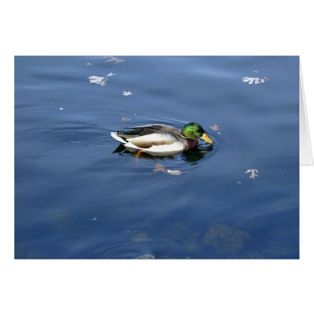 Mallard Shimmer kaart (Voorkant Horizontaal)