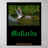 Mallard-startPoster Poster (Voorkant)