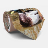 Mallard sur la cravate de l'eau (Roulé)