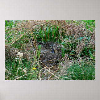 Mallard toen ze haar eieren incubeerde poster