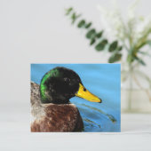Mallard Up Close Briefkaart (Staand voorkant)