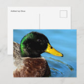 Mallard Up Close Briefkaart (Voorkant / Achterkant)