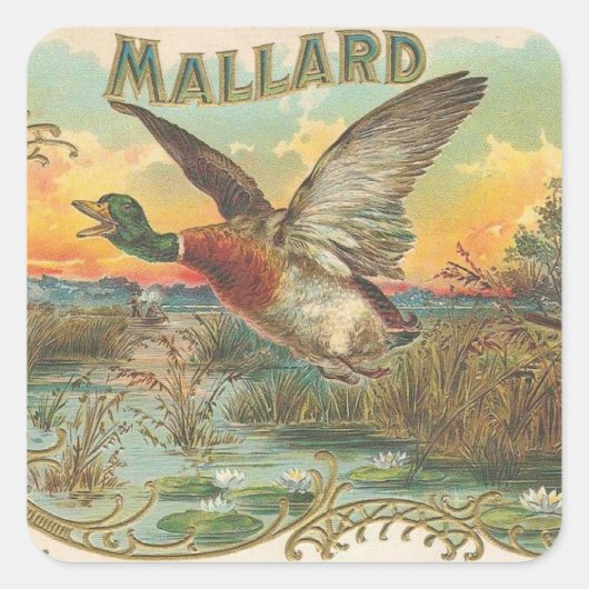 Mallard Vierkante Sticker (Voorkant)