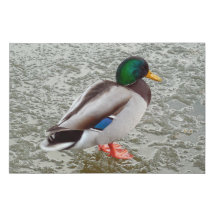 Mallard Wild Duck Standing On Frozen Lake