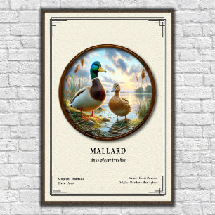 Mallard Zoölogie Serie Poster