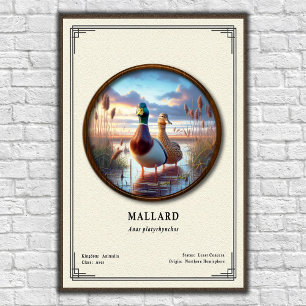 Mallard Zoölogie Serie Poster