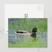 Mallardeeend in een vijver briefkaart (Voorkant / Achterkant)
