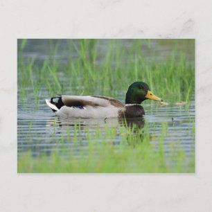 Mallardeeend in een vijver briefkaart