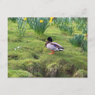 Mallardeenden aan de oever van een rivier briefkaart