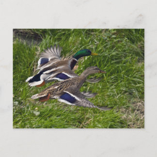 Mallards Briefkaart