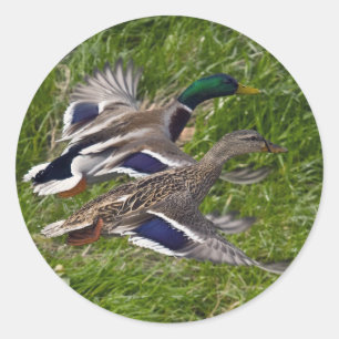 Mallards die vliegen ronde sticker