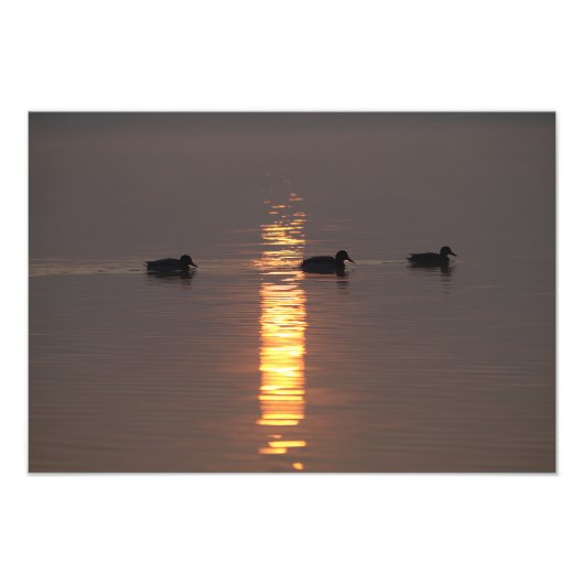 Mallards Foto Afdruk (Voorkant)