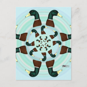 Mallards Galore. Briefkaart